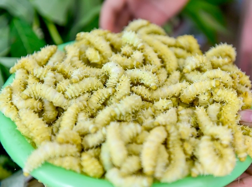 Tằm lá sắn (OCOP 3 sao)